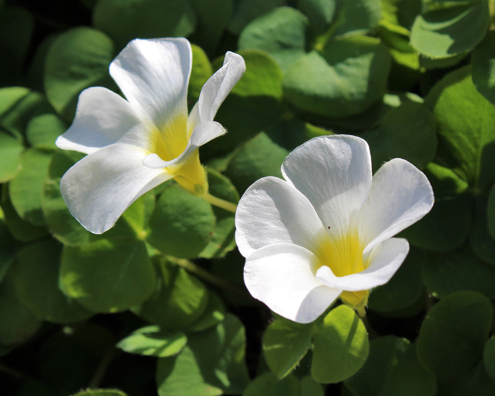 Oxalis regnellii