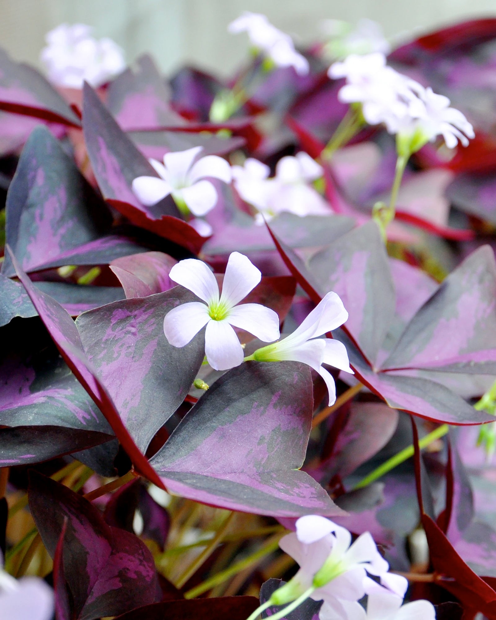 Purple Shamrock