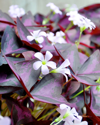 Oxalis triangularis Oxalis triangularis