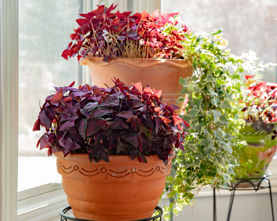Oxalis triangularis