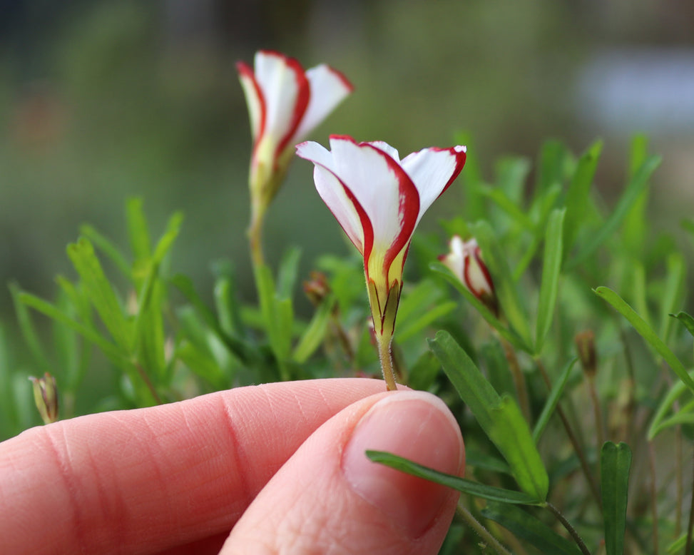 Oxalis versicolor