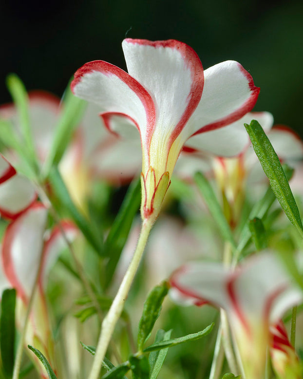 Oxalis versicolor