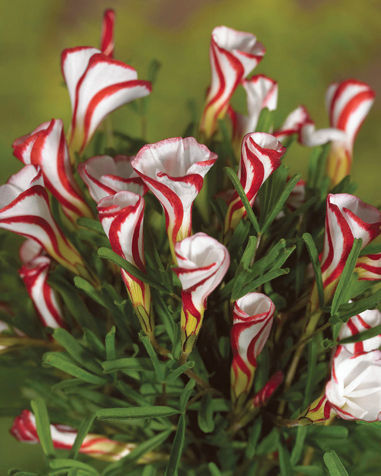 Oxalis versicolor shop