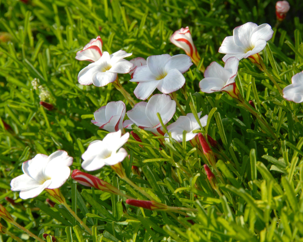 Oxalis versicolor