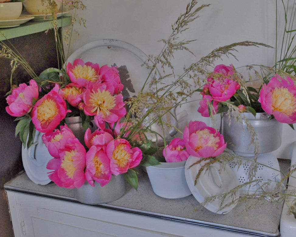 Paeonia 'Bowl of Beauty'