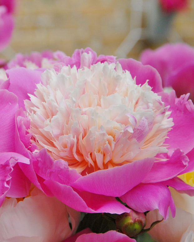 Paeonia 'Bowl of Beauty'