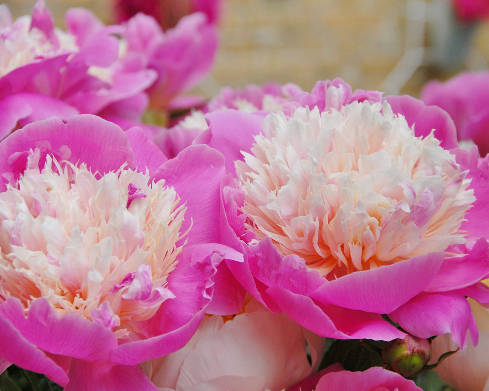 Paeonia 'Bowl of Beauty'