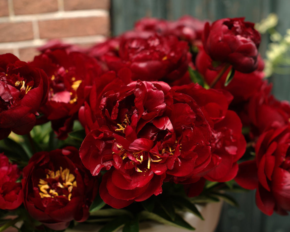 Paeonia 'Buckeye Belle'