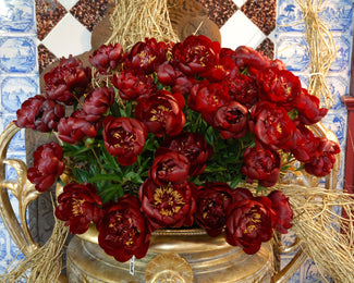 Paeonia 'Buckeye Belle' Paeonia 'Buckeye Belle'