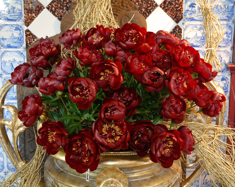 Paeonia 'Buckeye Belle'