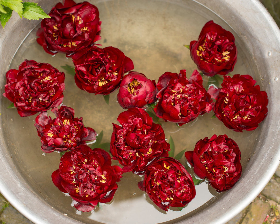 Paeonia 'Buckeye Belle'