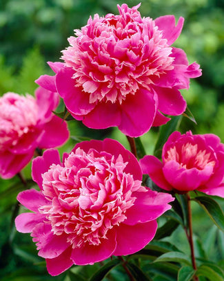 Paeonia 'Madame Emile Debatene' Paeonia 'Madame Emile Debatene'