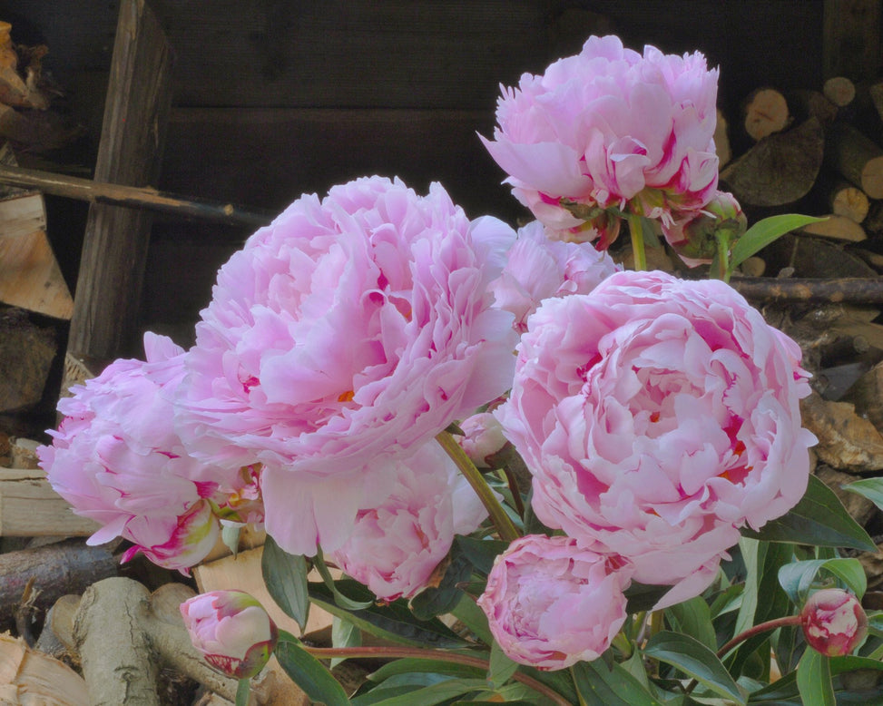 Paeonia 'Sarah Bernhardt'