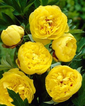 Paeonia 'Yellow Crown' Paeonia 'Yellow Crown'