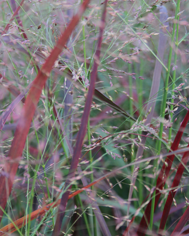 Panicum 'Heiliger Hain'