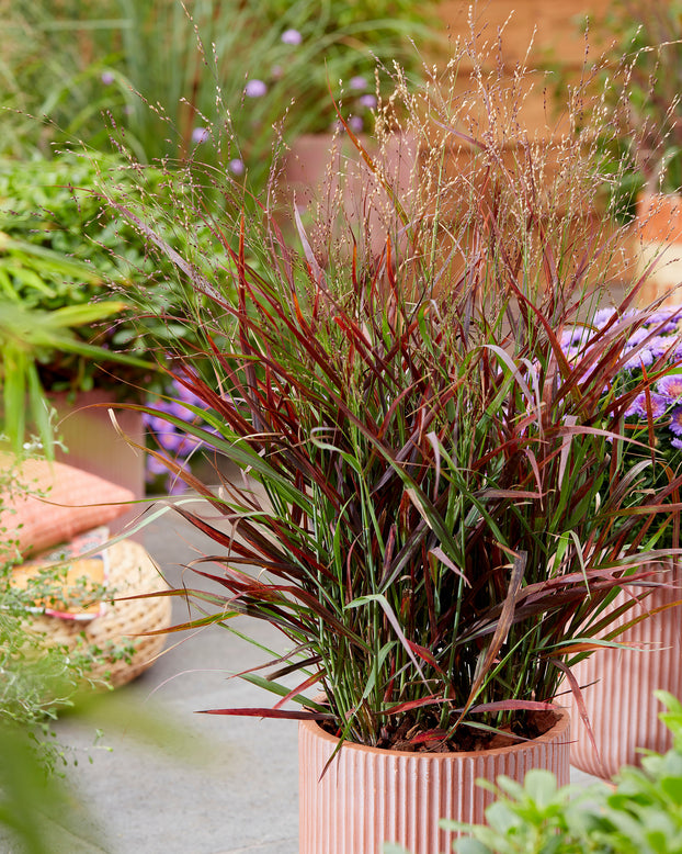 Panicum 'Hot Rod'