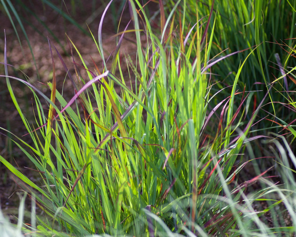 Panicum 'Shenandoah'