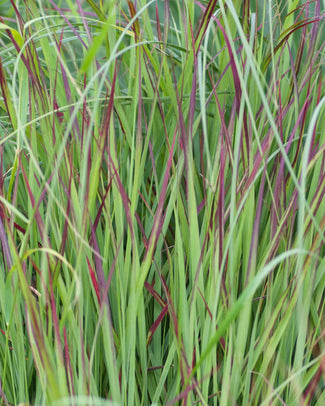 Panicum 'Shenandoah' Panicum 'Shenandoah'