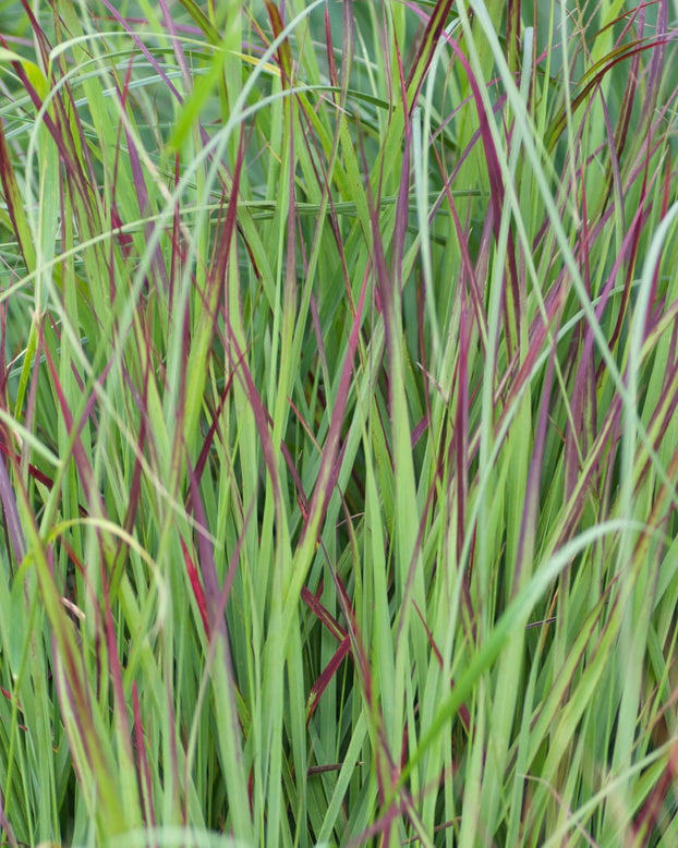 Panicum 'Shenandoah'