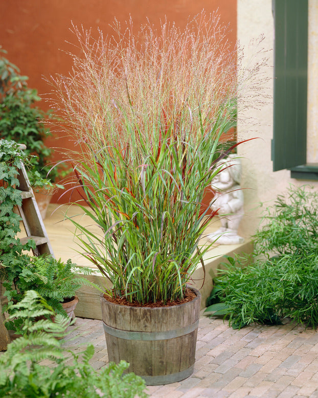 Panicum 'Shenandoah'