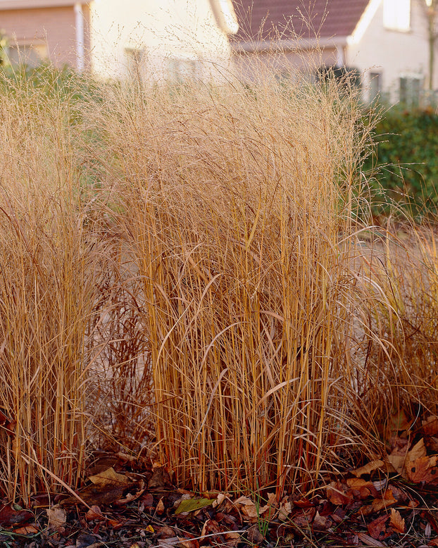 Panicum 'Shenandoah'