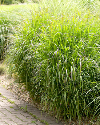 Panicum 'Shenandoah' Panicum 'Shenandoah'