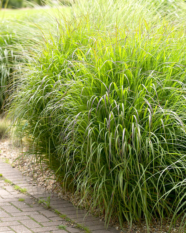 Panicum 'Shenandoah'