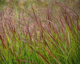 Panicum 'Squaw' Panicum 'Squaw'