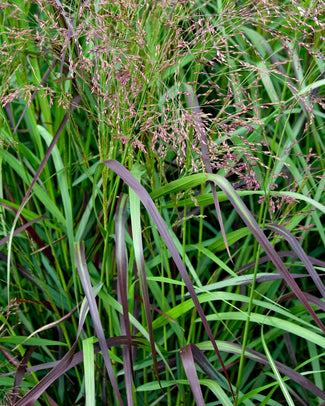Panicum 'Squaw' Panicum 'Squaw'