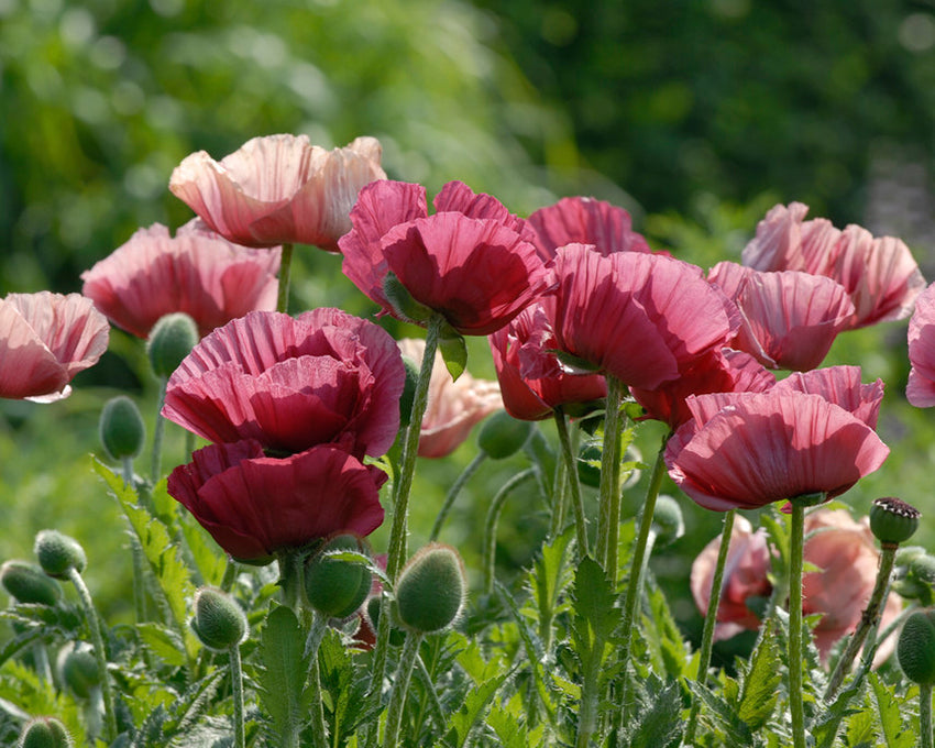 Papaver 'Marlene'