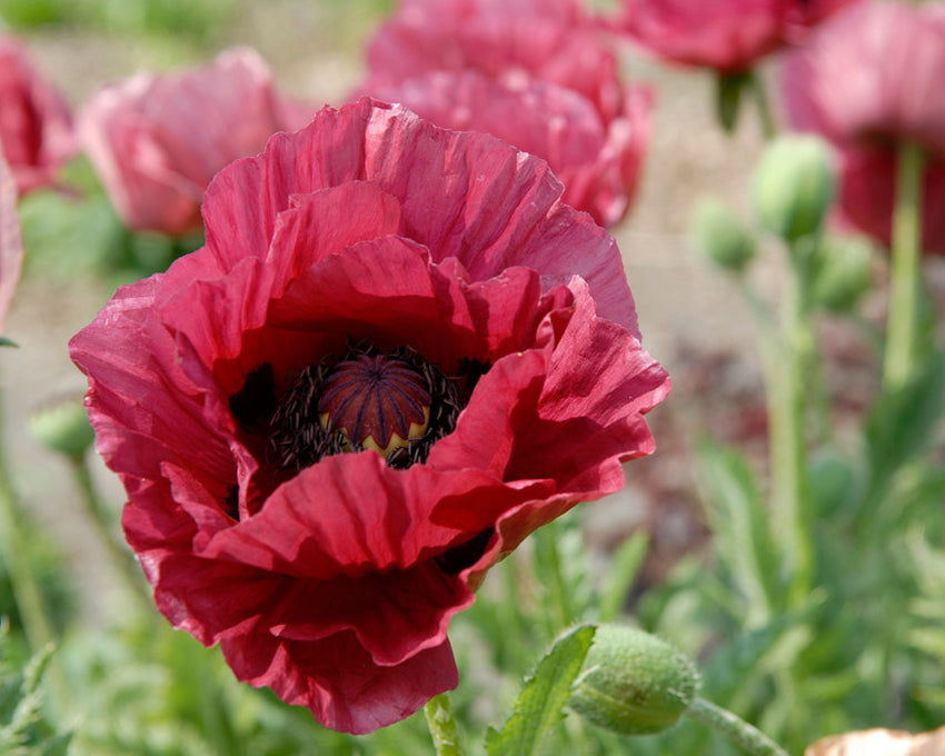 Papaver 'Marlene'