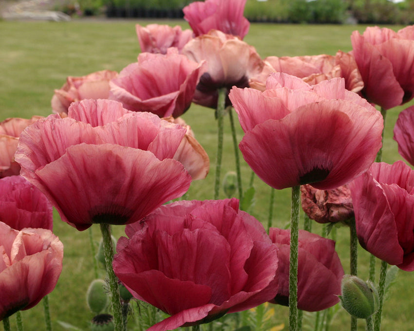 Papaver 'Marlene'