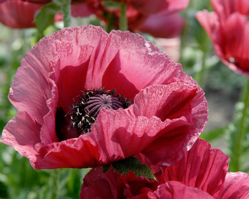 Papaver 'Marlene'