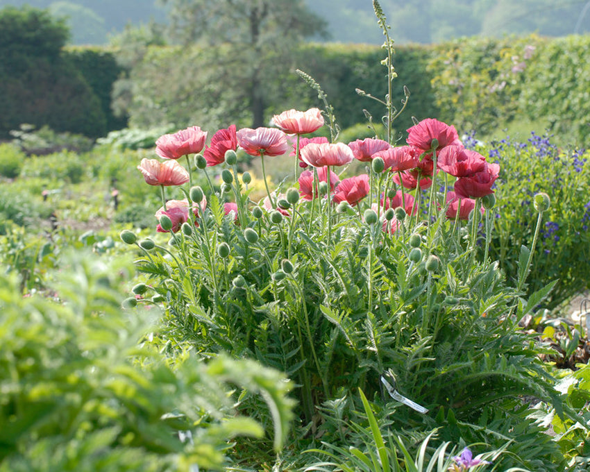Papaver 'Marlene'