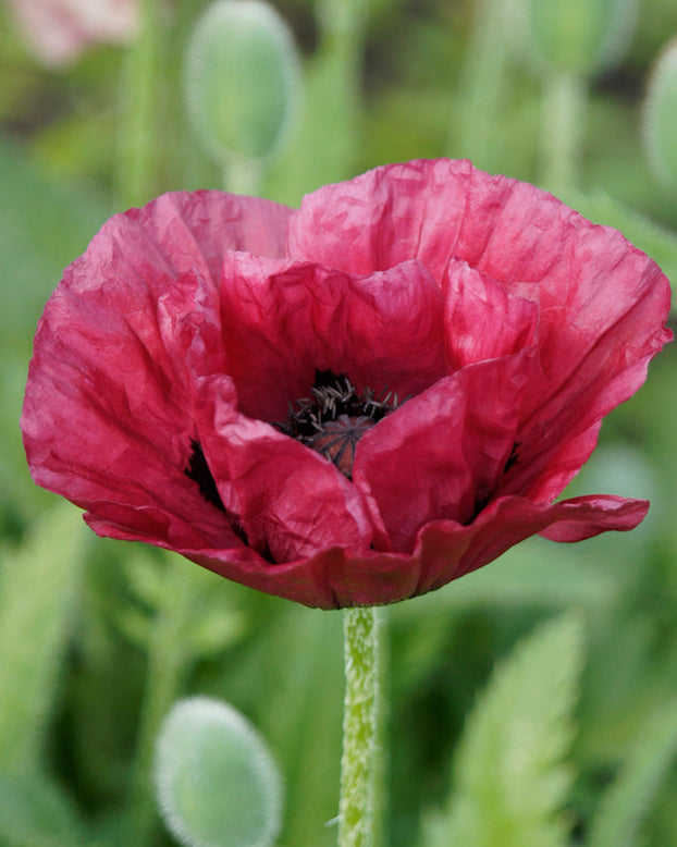 Papaver 'Marlene'