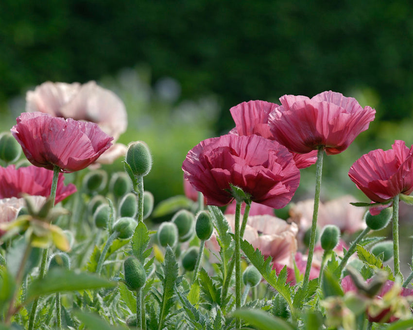 Papaver 'Marlene'