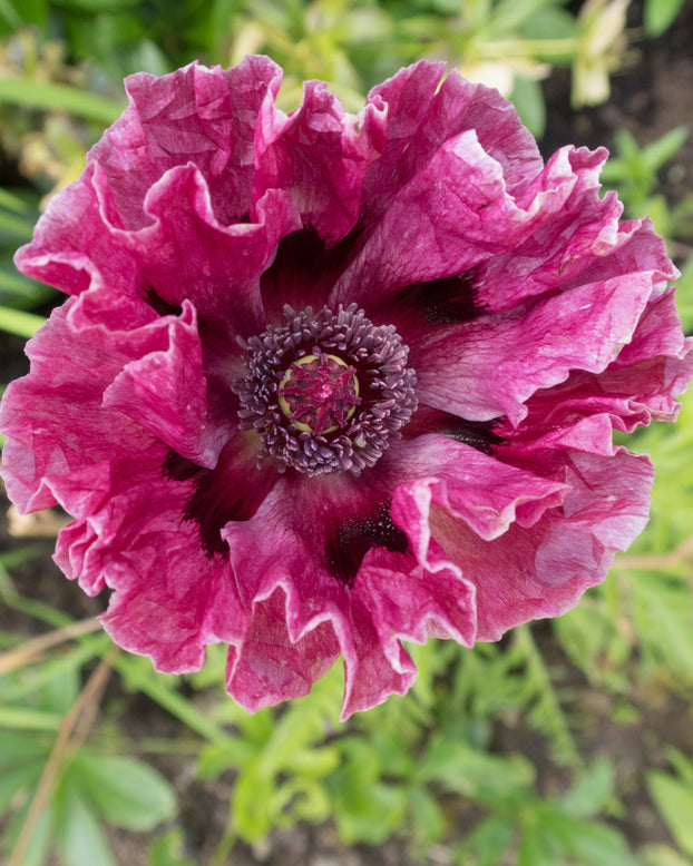 Papaver 'Patty's Plum'