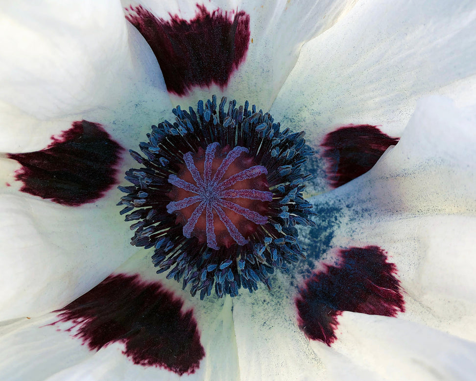 Papaver 'Perry’s White'