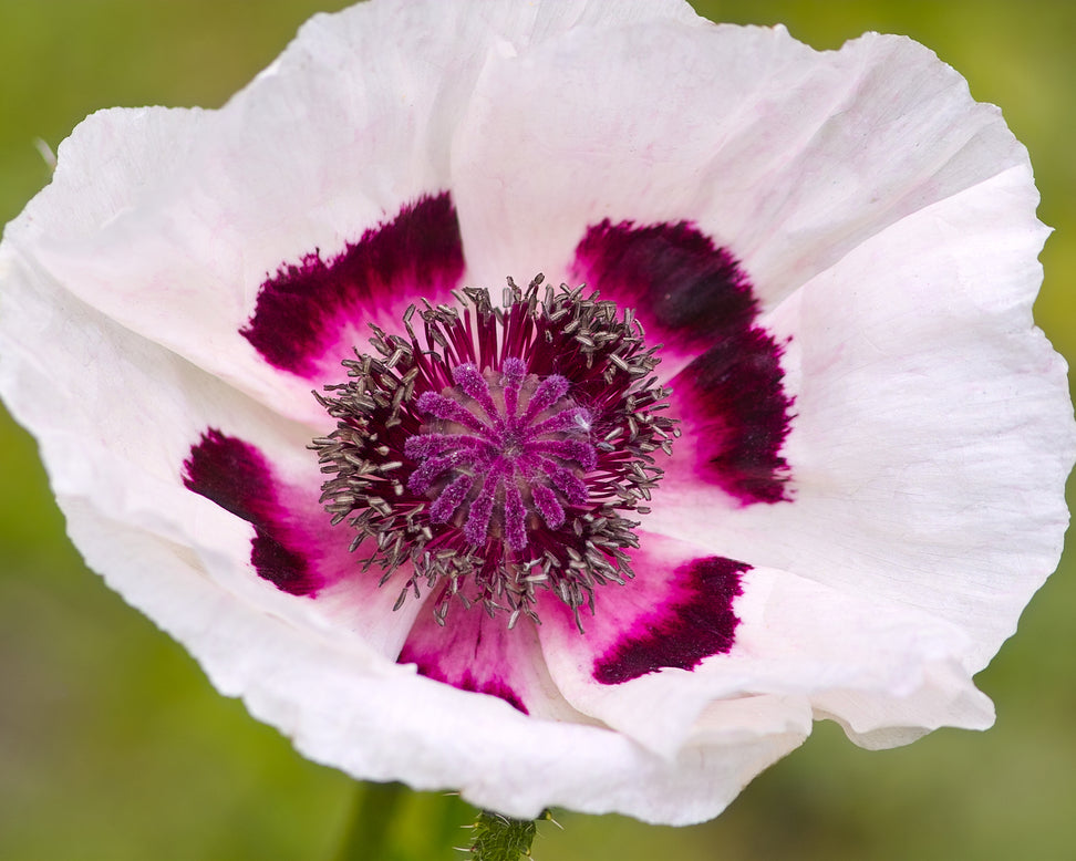 Papaver 'Perry’s White'