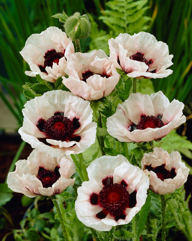 Papaver 'Perry’s White'