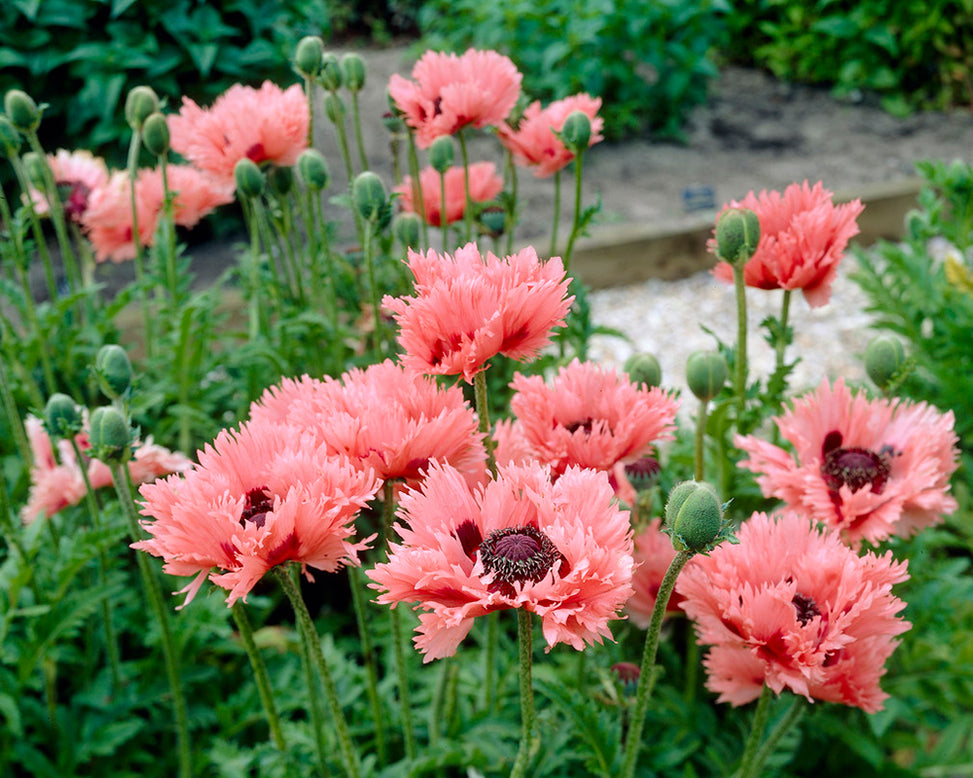 Papaver 'Pink Ruffles'
