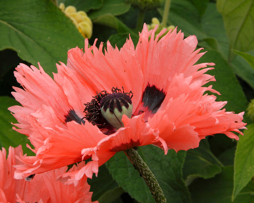 Papaver 'Pink Ruffles'