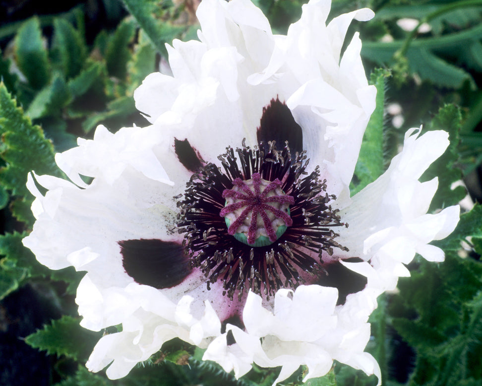 Papaver 'White Ruffles'