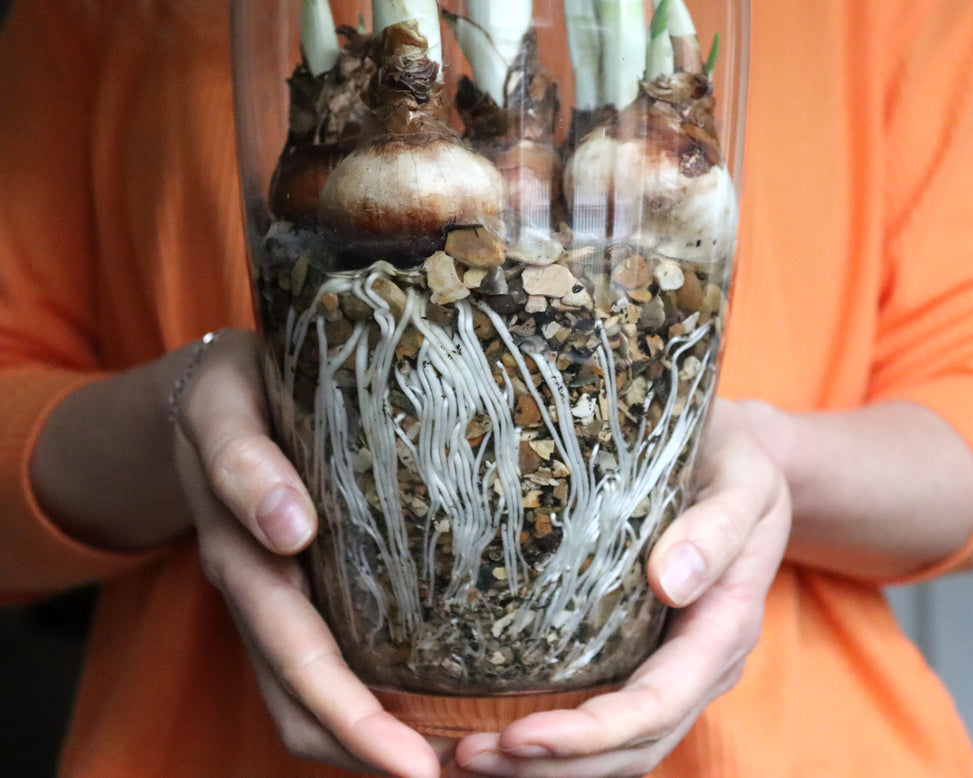 Narcissus 'Paperwhite'