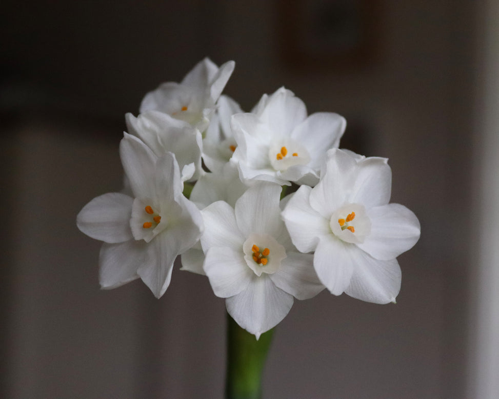 Narcissus tazetta 'Paperwhite'