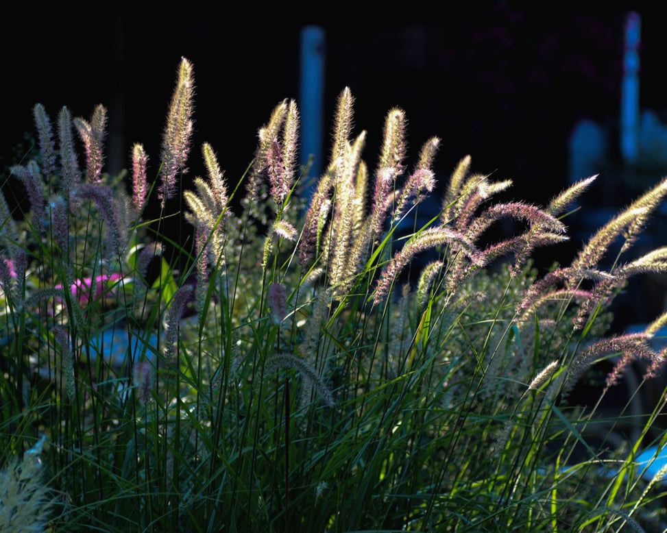 Pennisetum 'Fairy Tails'