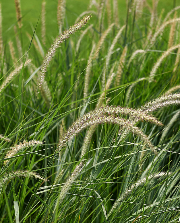 Pennisetum 'Fairy Tails'