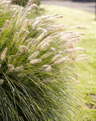 Pennisetum 'Fairy Tails' Pennisetum 'Fairy Tails'