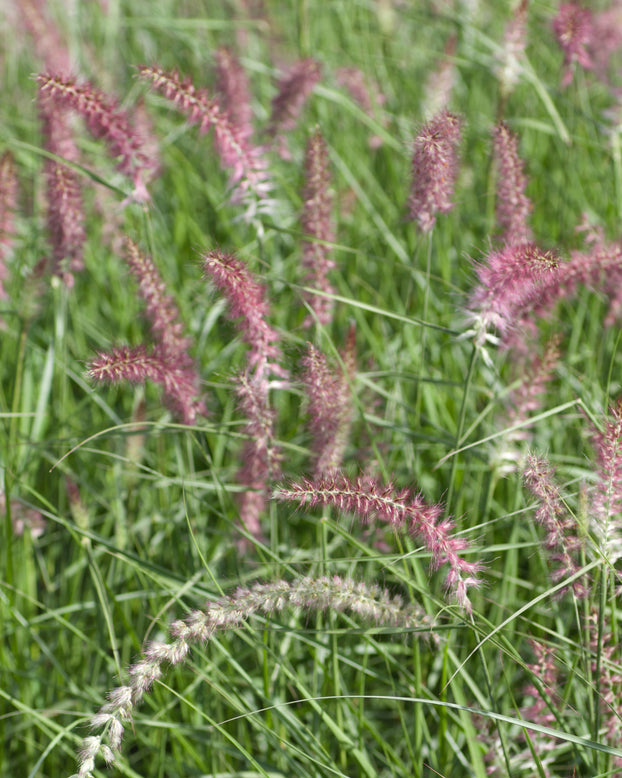 Pennisetum 'Flamingo'