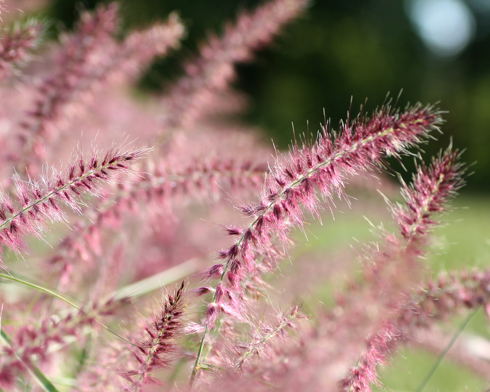 Pennisetum 'Flamingo'